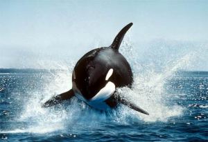orca-killer-whale